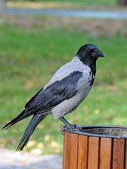 Corvus cornix
