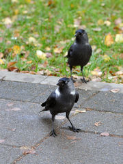 Corvus monedula