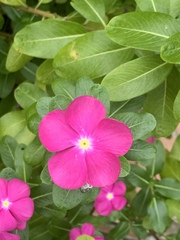 Catharanthus roseus image