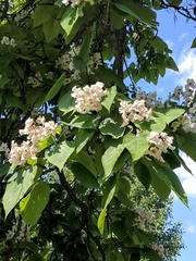 Catalpa bignonioides