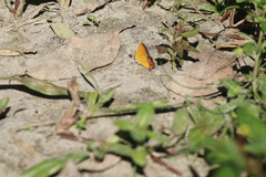 Heliophorus