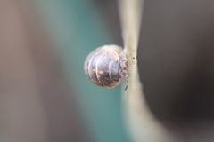 Armadillidium vulgare