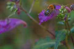 Bombus diversus