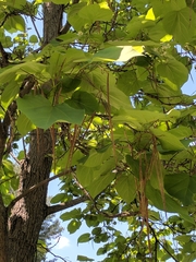 Catalpa bignonioides