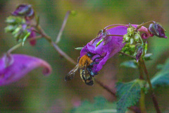 Bombus diversus