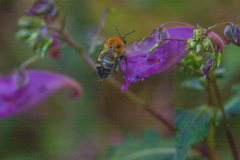 Bombus diversus