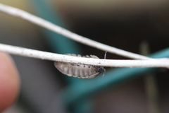 Armadillidium vulgare