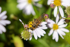 Megacampsomeris prismatica