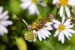 Megacampsomeris prismatica