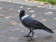 Corvus monedula