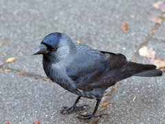 Corvus monedula