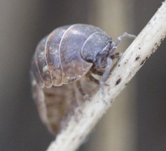 Armadillidium vulgare