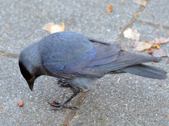Corvus monedula