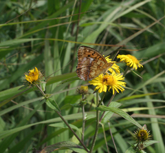 Inula japonica
