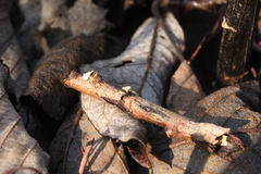 Hymenoscyphus salicellus