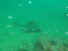 Diplodus bellottii