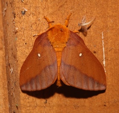 Anisota virginiensis