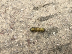 Scopelodes contracta