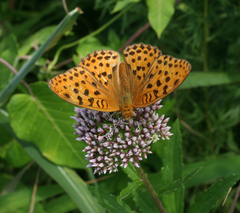 Eupatorium lindleyanum
