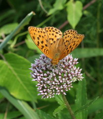 Eupatorium lindleyanum