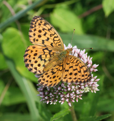 Eupatorium lindleyanum