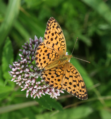 Eupatorium lindleyanum