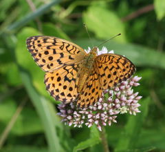 Eupatorium lindleyanum