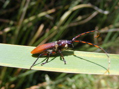 Deretrachys pellitus