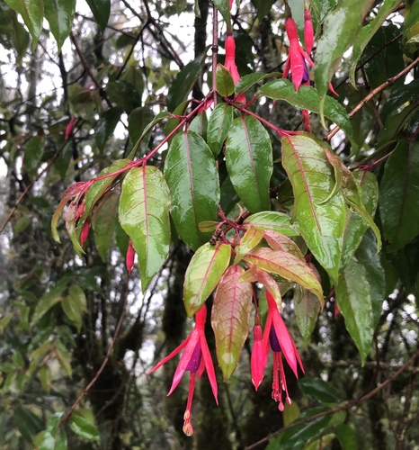Fuchsia regia