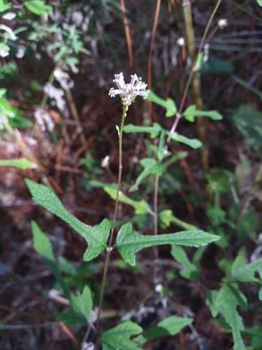 Melanthera nivea image