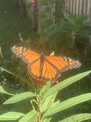 Danaus plexippus
