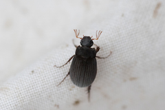 Maladera holosericea