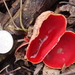 Scarlet Elfcup - Photo (c) Big Youth, some rights reserved (CC BY-NC)