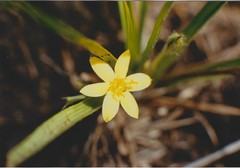 Hypoxis kilimanjarica