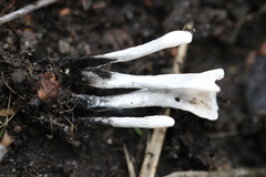Xylaria hypoxylon