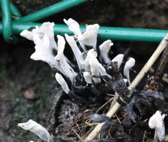 Xylaria hypoxylon