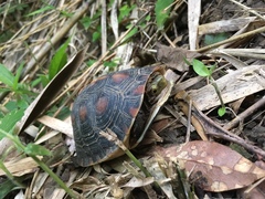 Cuora flavomarginata evelynae