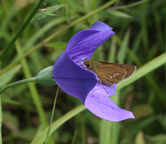 Polytremis zina