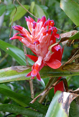 Billbergia