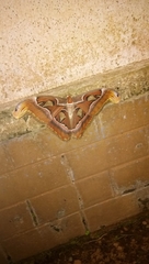 Attacus taprobanis