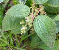 Miconia dependens