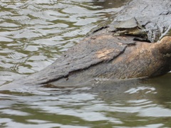 Graptemys sabinensis