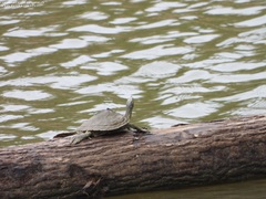 Graptemys sabinensis