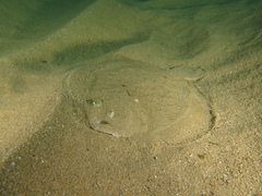 Scophthalmus rhombus