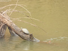 Graptemys sabinensis