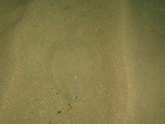 Scophthalmus rhombus