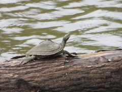 Graptemys sabinensis