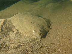 Scophthalmus rhombus