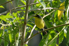 Todirostrum poliocephalum