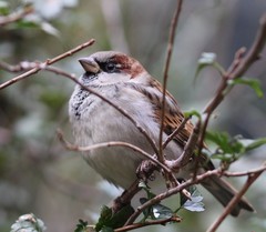 Passer domesticus